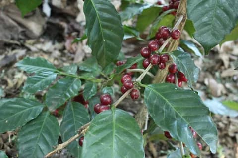 Anacafe-14