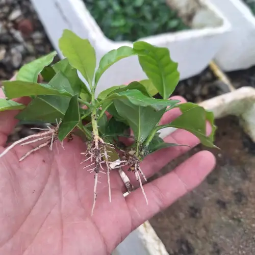Bare-Root Plants