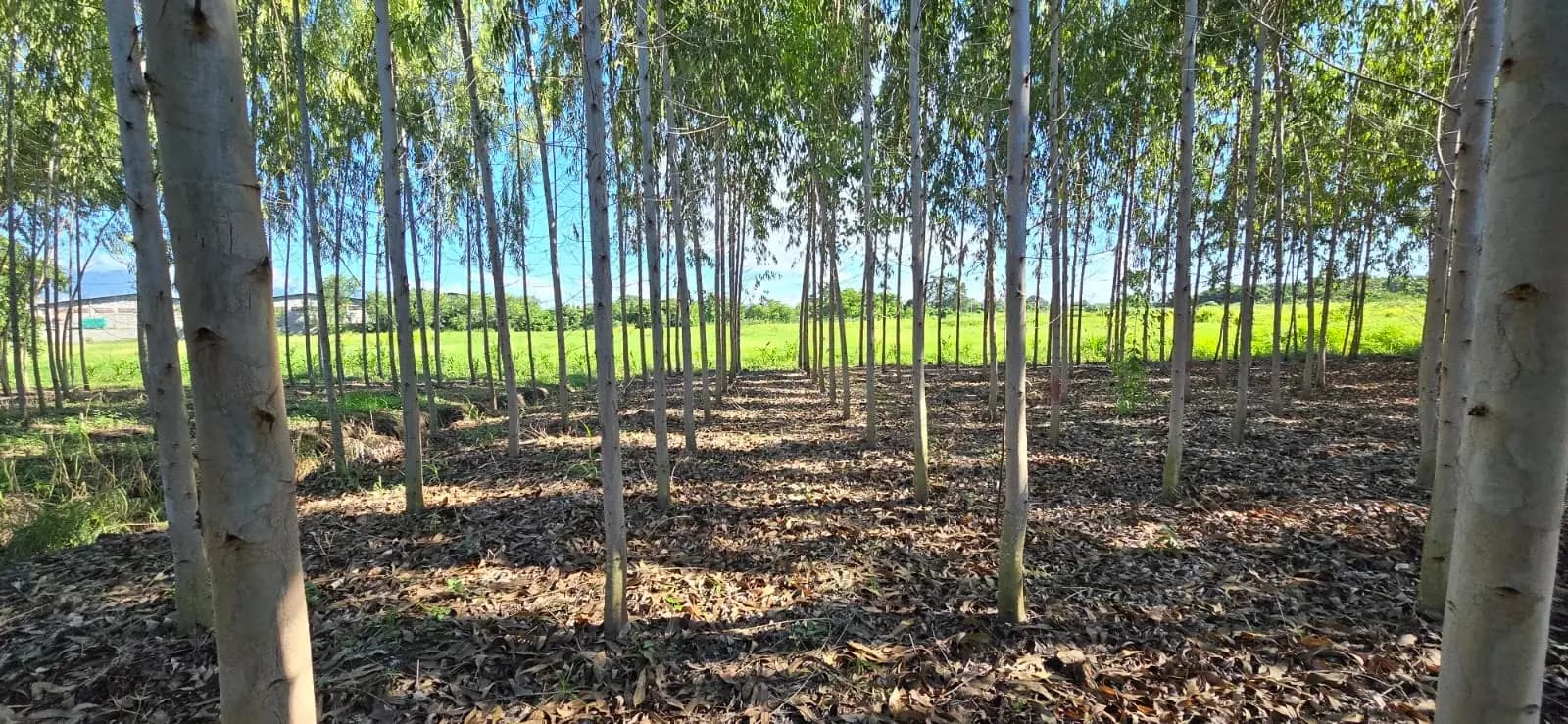 Eucalyptus