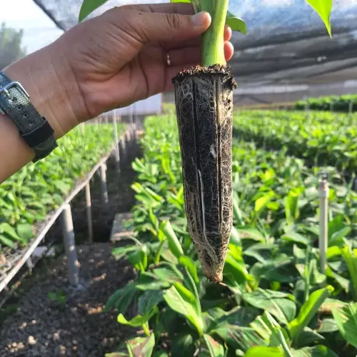 Final Plants