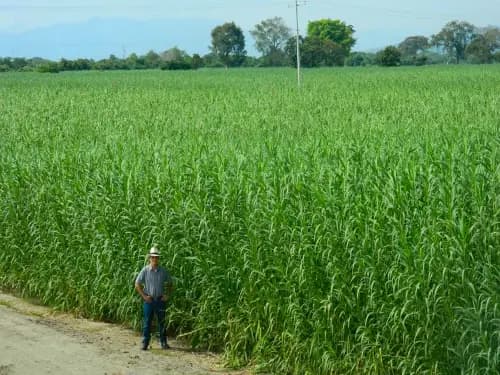 Other Crops