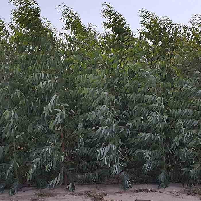 Eucalyptus
