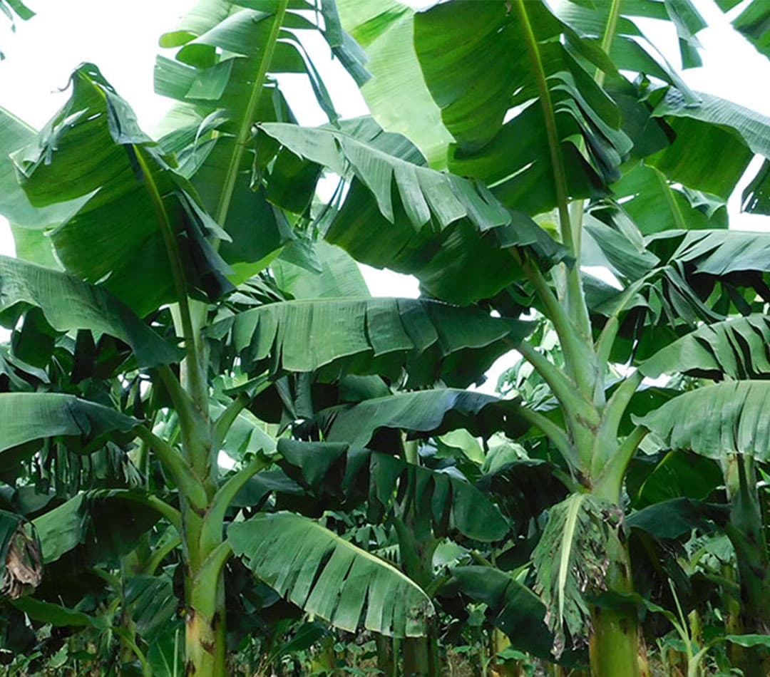 Plantain