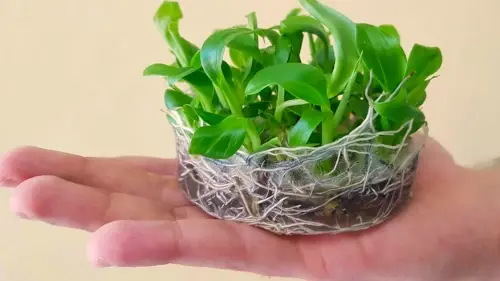 In-Vitro Plants