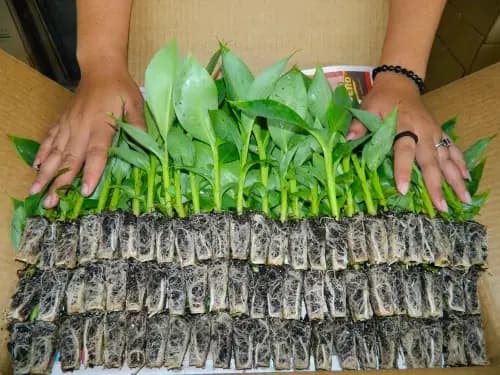 In-Vivo Plants