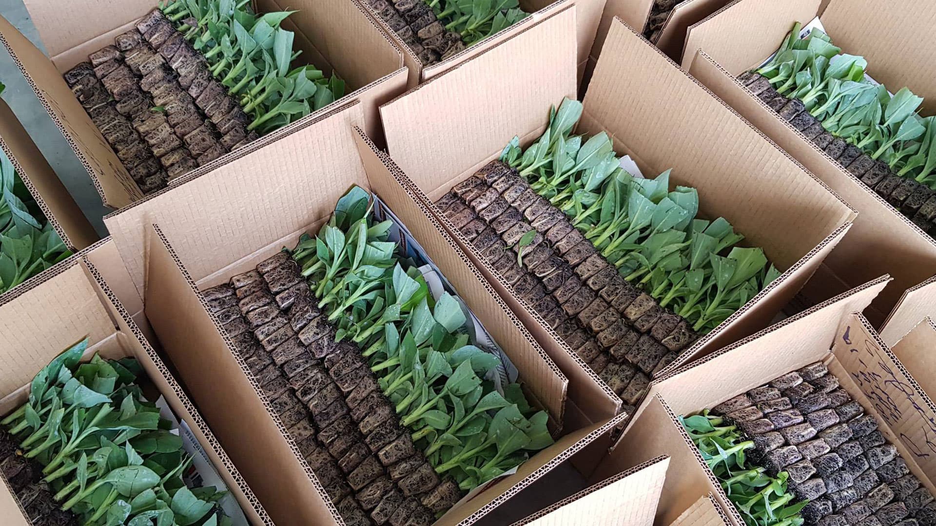 In-Vivo Plants