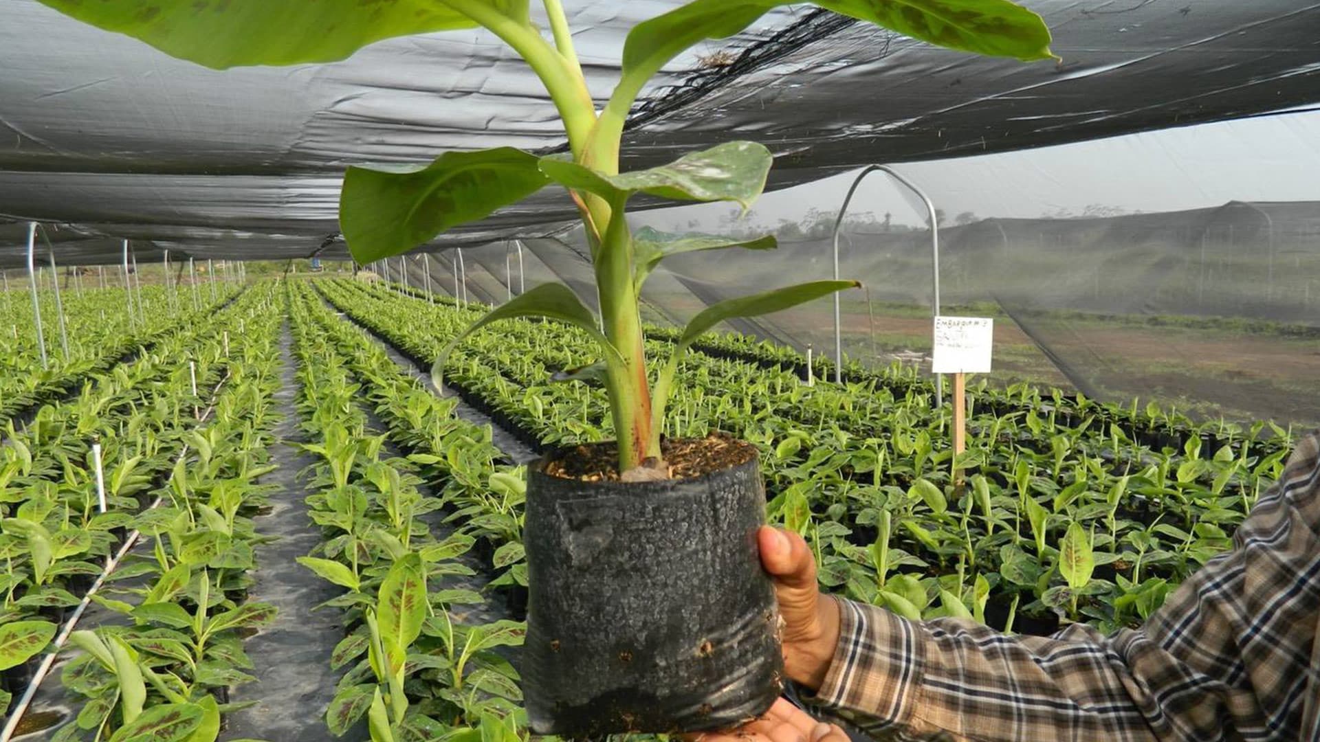Ready Plants