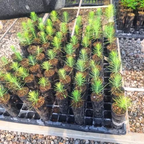 Other Tree Species
