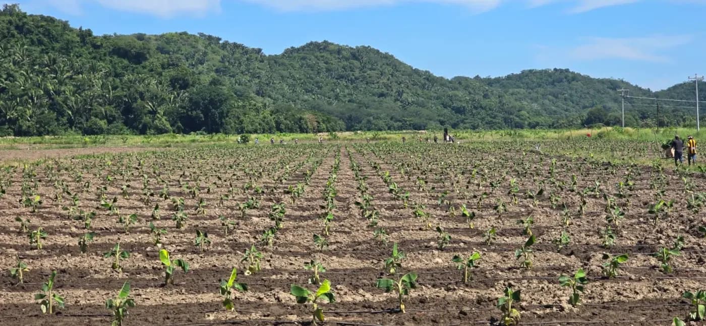 Banana Plants