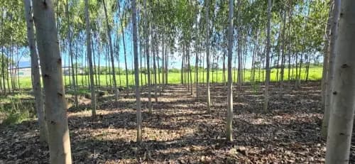 Eucalyptus