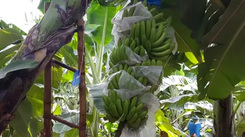 Plantain
